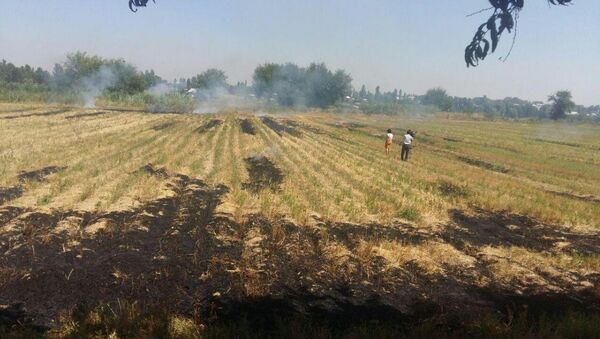 Сжигание сухой травы на полях в Ташкентской области - Sputnik Узбекистан