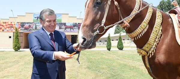 Шавкат Мирзиёев с ахалтекинским скакуном - Sputnik Узбекистан