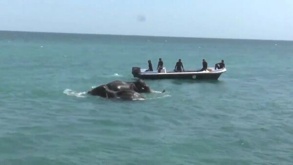 Спасение унесенных в море слонов у берегов Шри-Ланки. Кадры операции - Sputnik Узбекистан