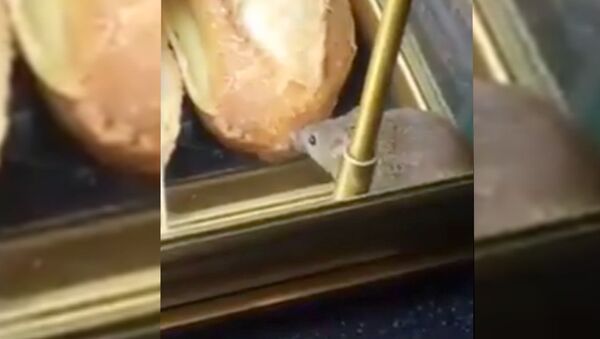 Мышка-обжора удивила пассажиров парижского аэропорта Шарль-де-Голль - Sputnik Узбекистан