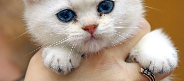 Котенок в руках Котенок в руках - Sputnik Узбекистан
