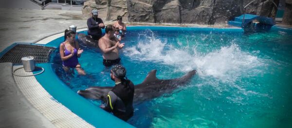 Дельфинотерапия в Батуми: как в дельфинарии развлекают гостей - Sputnik Узбекистан