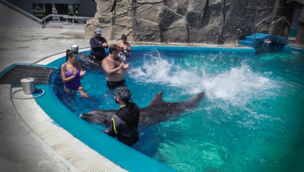 Дельфинотерапия в Батуми: как в дельфинарии развлекают гостей - Sputnik Узбекистан