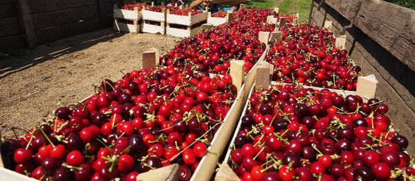 Урожай черешни и вишни Урожай черешни и вишни - Sputnik Ўзбекистон