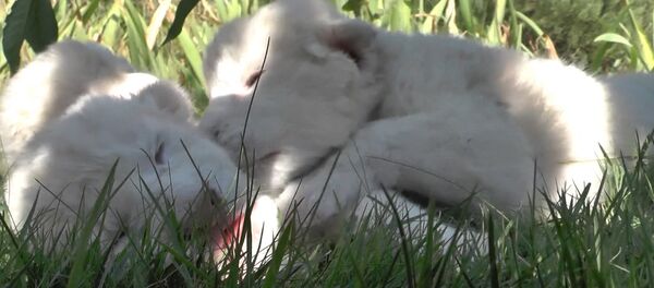 СПУТНИК_ Четыре белых львенка в Крыму СПУТНИК_ Четыре белых львенка в Крыму - Sputnik Узбекистан