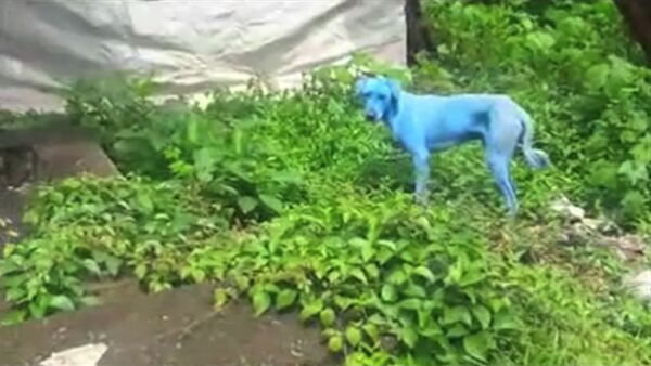 На улицах Мумбая появились голубые собаки - Sputnik Узбекистан