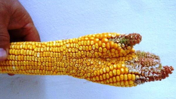 В Сырдарье обнаружили кукурузу в виде кисти руки - Sputnik Ўзбекистон