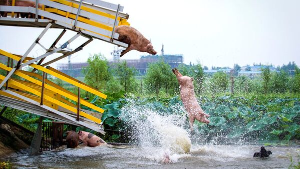 Pigs are herded off a platform into water by breeders during a daily exercise at a pig farm in Shenyang - Sputnik Узбекистан
