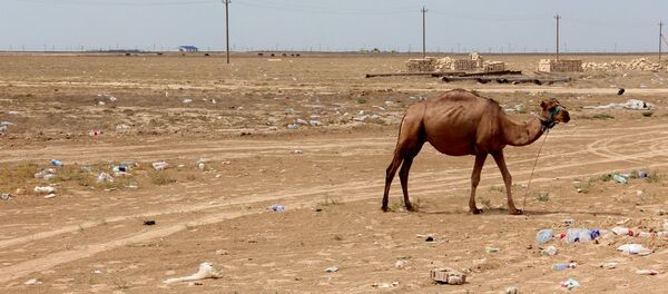 Верблюд в Казахстане - Sputnik Узбекистан