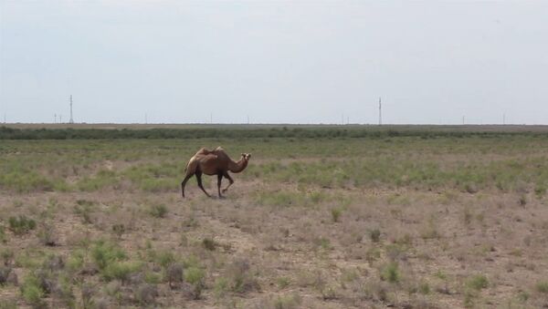 Казахстанская степь: верблюды, козы и бескрайние просторы - Sputnik Ўзбекистон