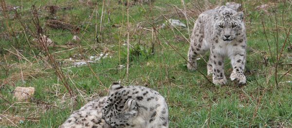 Снежные барсы - Sputnik Узбекистан