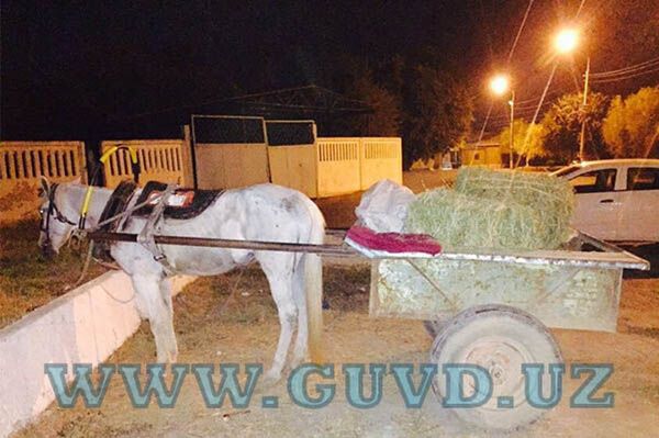 Конная телега с марихуаной - Sputnik Узбекистан