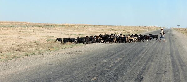 Пастух перегоняет стадо через дорогу Пастух перегоняет стадо через дорогу - Sputnik Ўзбекистон