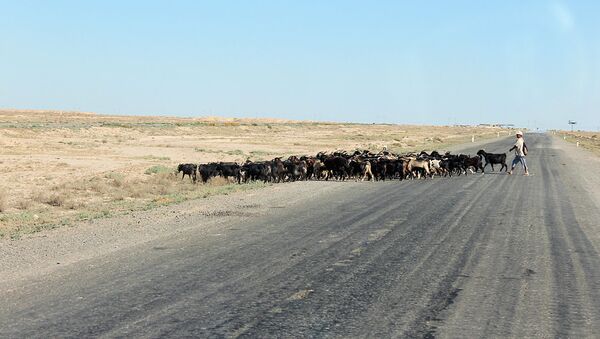 Пастух перегоняет стадо через дорогу - Sputnik Узбекистан