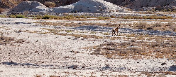 Лиса в степи Каракалпакстана Лиса в степи Каракалпакстана - Sputnik Ўзбекистон