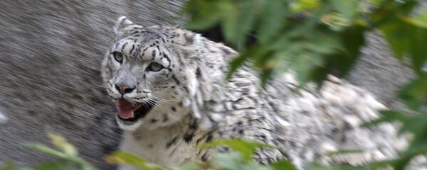 Снежный барс (ирбис) - Sputnik Узбекистан