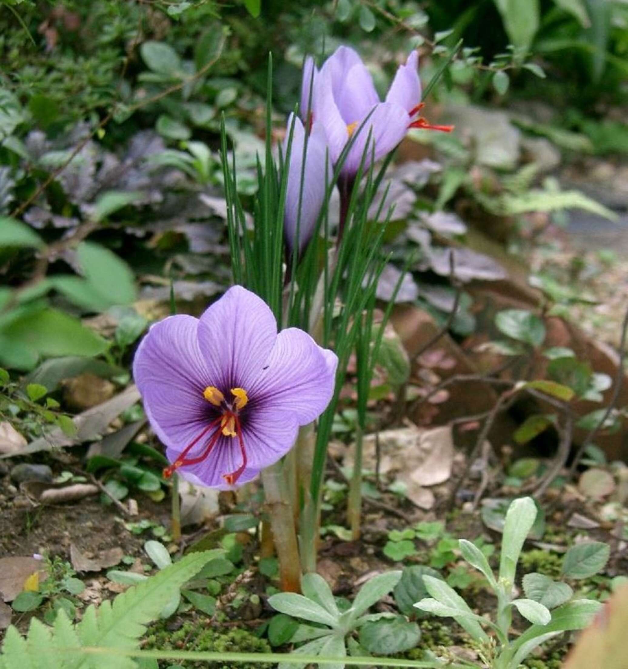 Шафран посевной. Рокус (Шафран) посевной (Crocus sativus). Крокус Шафран посевной. Крокус сативус Шафран. Сативус Шафран посевной.
