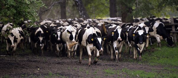Selskoe xozaystvo Novosibirskoy oblasti - Sputnik O‘zbekiston