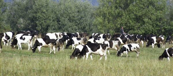 Stado korov Stado korov - Sputnik O‘zbekiston