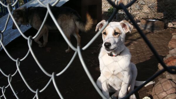 Частный приют для бездомных собак - Sputnik Ўзбекистон