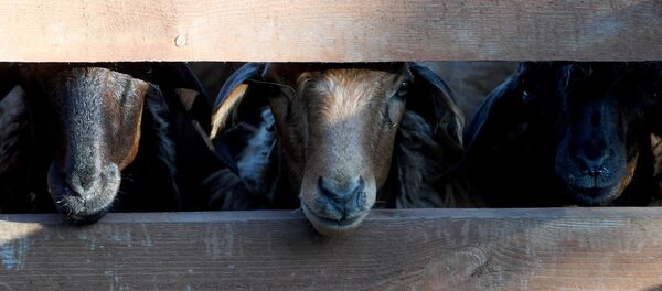 Бараны Бараны - Sputnik Узбекистан