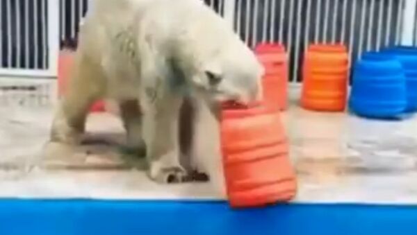 Медведь впервые за 30 лет играет в алматинском зоопарке - Sputnik Узбекистан