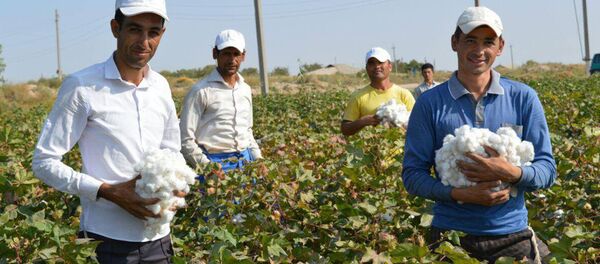 Пахта теримидаги йигитлар - Sputnik Ўзбекистон