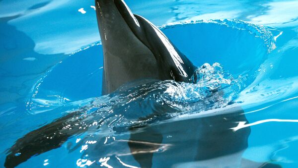 Дельфин в бассейне - Sputnik Узбекистан