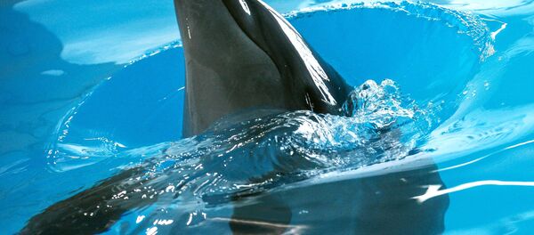 Дельфин в бассейне Дельфин в бассейне - Sputnik Узбекистан