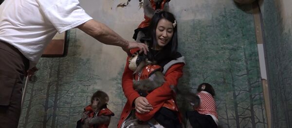 СПУТНИК_Официанты-макаки развлекают гостей в одном из японских баров - Sputnik Узбекистан