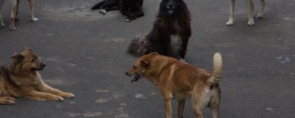 Приют для бездомных животных в Москве - Sputnik Узбекистан