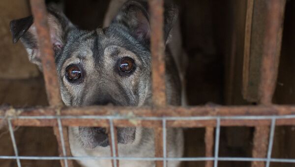 Бездомная собака, архивное фото - Sputnik Узбекистан
