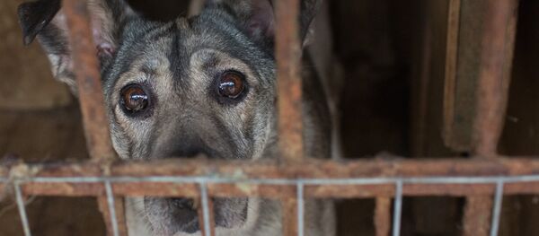 Приют для бездомных животных в Москве - Sputnik Ўзбекистон