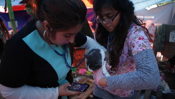 Спутник_ Приют для пострадавших от землетрясения в Мехико животных - Sputnik Узбекистан