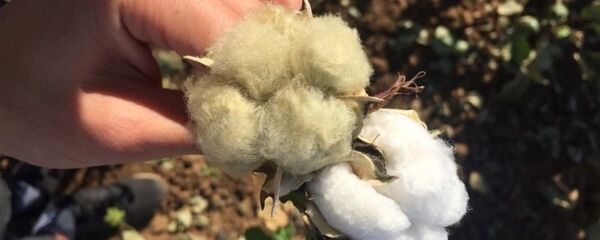 Цветной хлопок - Sputnik Узбекистан