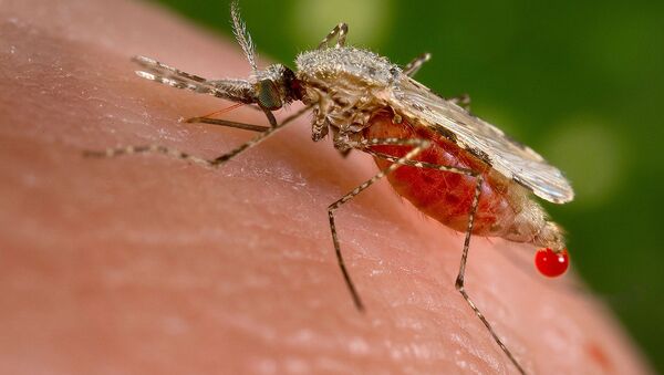 Малярийные комары — род насекомых, переносчиков малярийных плазмодиев - Sputnik Узбекистан