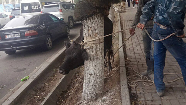 Агрессивная корова в центре Бишкека - Sputnik Узбекистан