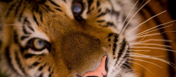 Тигр Тигр - Sputnik Узбекистан