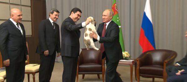 СПУТНИК_Гурбангулы Бердымухамедов подарил Путину щенка алабая - Sputnik Узбекистан