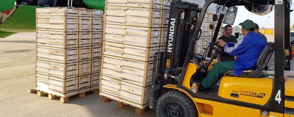 Погрузка плодоовощей в самолет - Sputnik Узбекистан