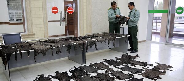 На пригранично-таможенном комплексе «Гишт куприк» Ташкентской области сотрудниками таможенной службы пресечен незаконный вывоз крупной партии каракульских шкур На пригранично-таможенном комплексе «Гишт куприк» Ташкентской области сотрудниками таможенной службы пресечен незаконный вывоз крупной партии каракульских шкур - Sputnik Ўзбекистон