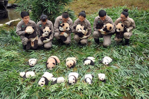 Сотрудники центра по сохранению и исследованию гигантских панд в юго-восточной провинции Китая Сычуань показывают публике маленьких медвежат - Sputnik Узбекистан