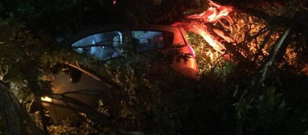 Деревья повалились на машины в Ташкенте - Sputnik Ўзбекистон