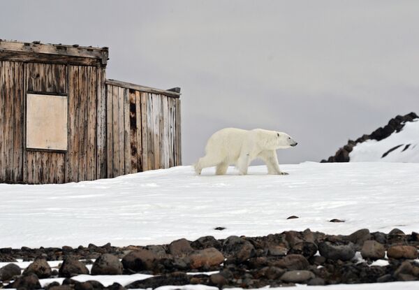 Белый медведь на территории полярной станции на берегу бухты Тихая на острове Гукера архипелага Земля Франца-Иосифа - Sputnik Узбекистан