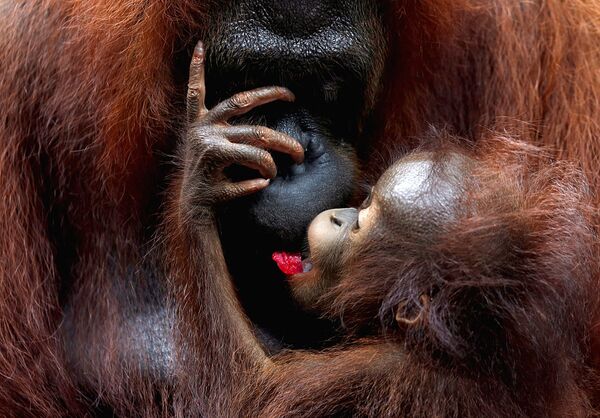 A baby orangutan eats a fruit at the Singapore Zoo - Sputnik Узбекистан