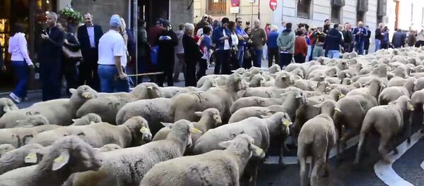 Несколько тысяч овец прошли по улицам Мадрида - Sputnik Ўзбекистон