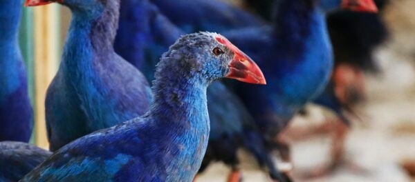 Красочные птицы – султанки! Красочные птицы – султанки! - Sputnik Ўзбекистон