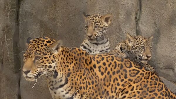 Спутник_Детеныши ягуара в зоопарке Хьюстона - Sputnik Узбекистан
