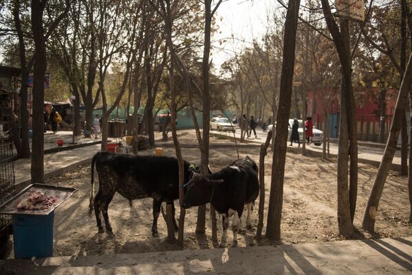 Коровы во дворе дома одного из районов Кабула - Sputnik Узбекистан