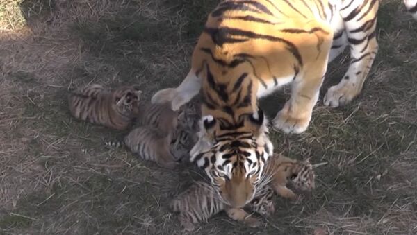 Амурские тигрята родились в парке Тайган в Крыму - Sputnik Узбекистан